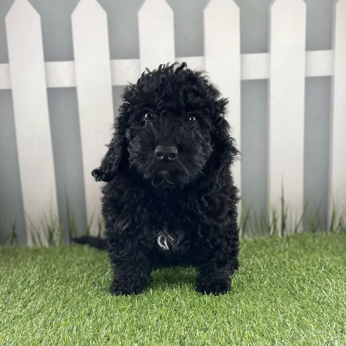 Male Miniature Goldendoodle Puppy for Sale in Schererville, IN
