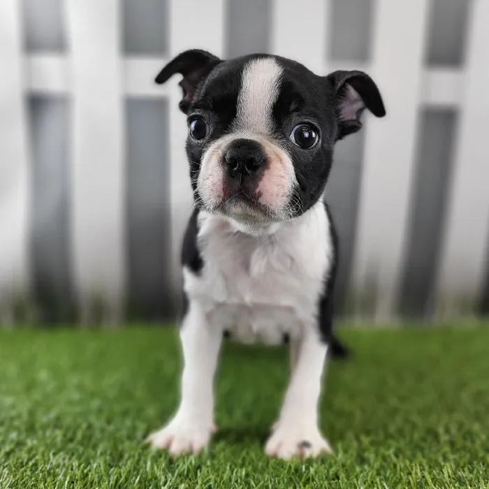 Female Boston Terrier Puppy for Sale in Schererville, IN