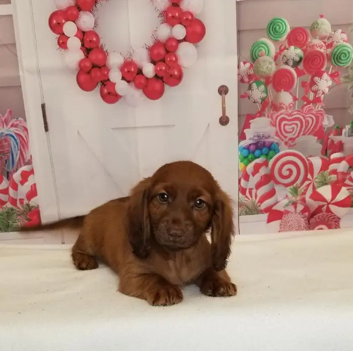 Male Miniature Dachshund Puppy for Sale in Schererville, IN