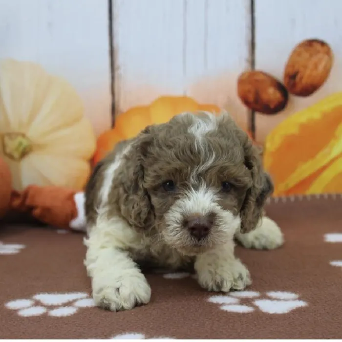 Male Cockapoo Puppy for Sale in Schererville, IN