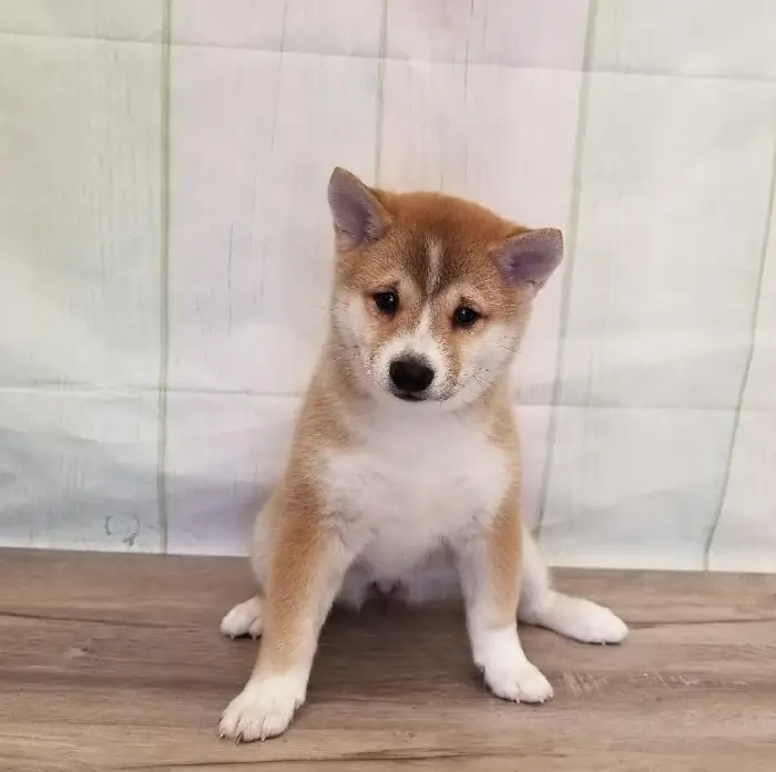 Female Shiba Inu Puppy for Sale in Schererville, IN