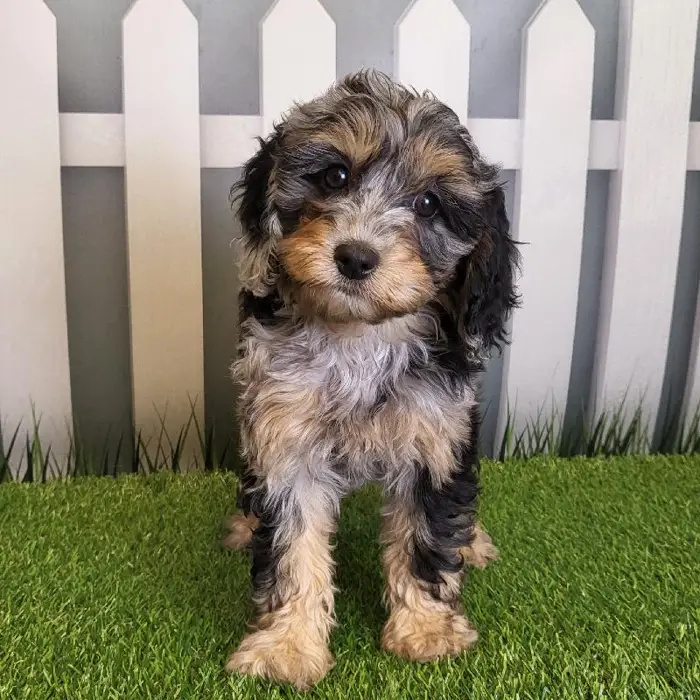 Female Cavapoo Puppy for Sale in Schererville, IN