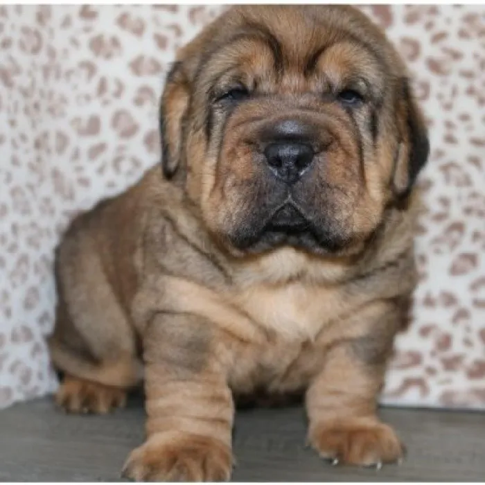 Female Walrus Puppy for Sale in Schererville, IN
