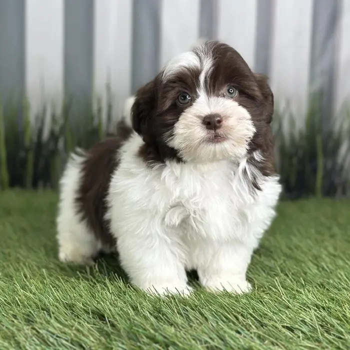 Male Havanese Puppy for Sale in Schererville, IN