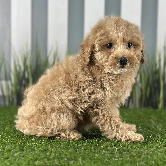 Male Coton-Poo Puppy for Sale in Schererville, IN