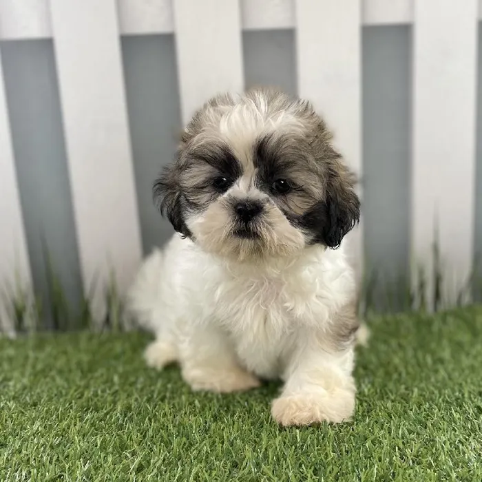 Male Shih Tzu Puppy for Sale in Schererville, IN
