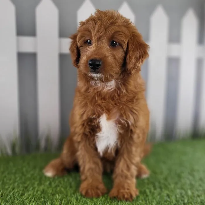 Female Medium Goldendoodle Puppy for Sale in Schererville, IN