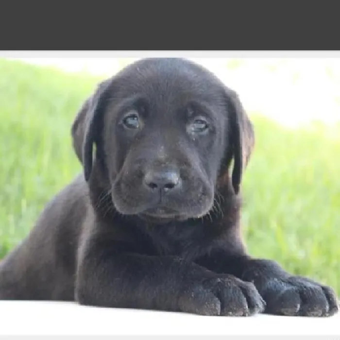 Male Labrador Retriever Puppy for Sale in Schererville, IN