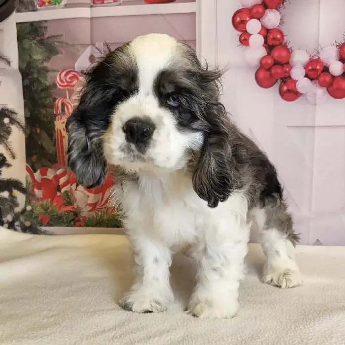 Male Cocker Spaniel Puppy for Sale in Schererville, IN