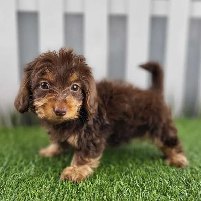 Male Dorkie Puppy for Sale in Schererville, IN