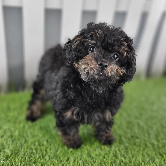 Female ShihPoo Puppy for Sale in Indianapolis, IN