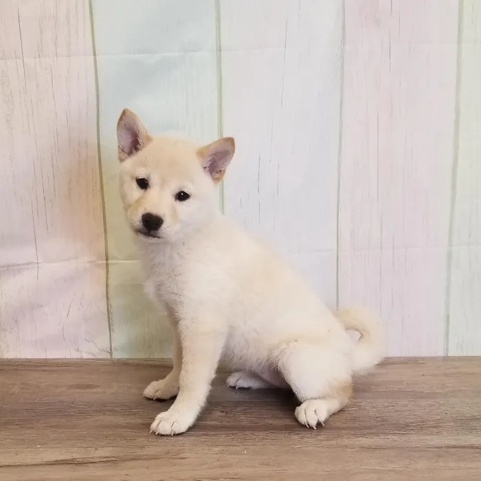 Female Shiba Inu Puppy for Sale in Schererville, IN