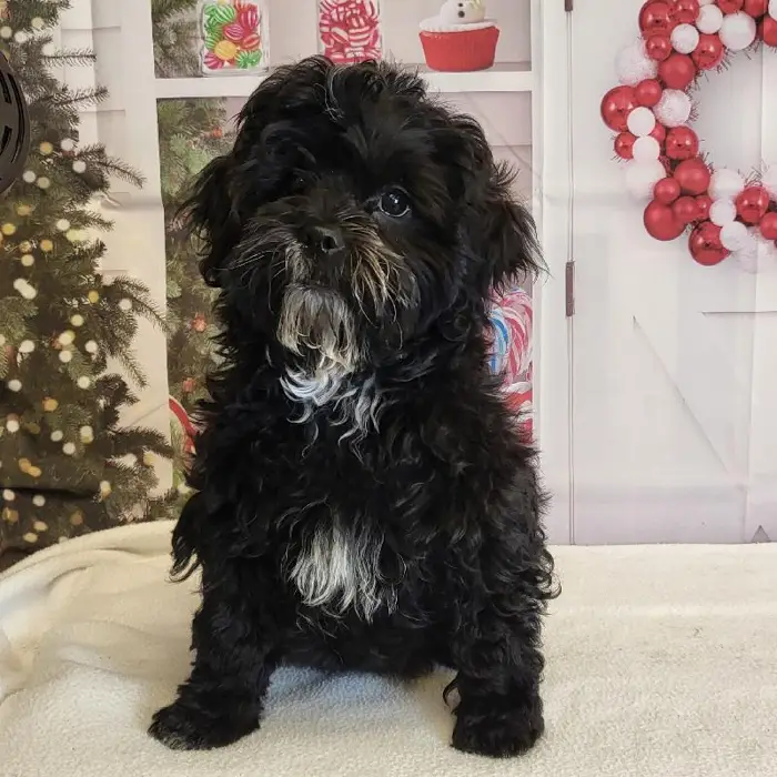 Male ShihPoo Puppy for Sale in Schererville, IN