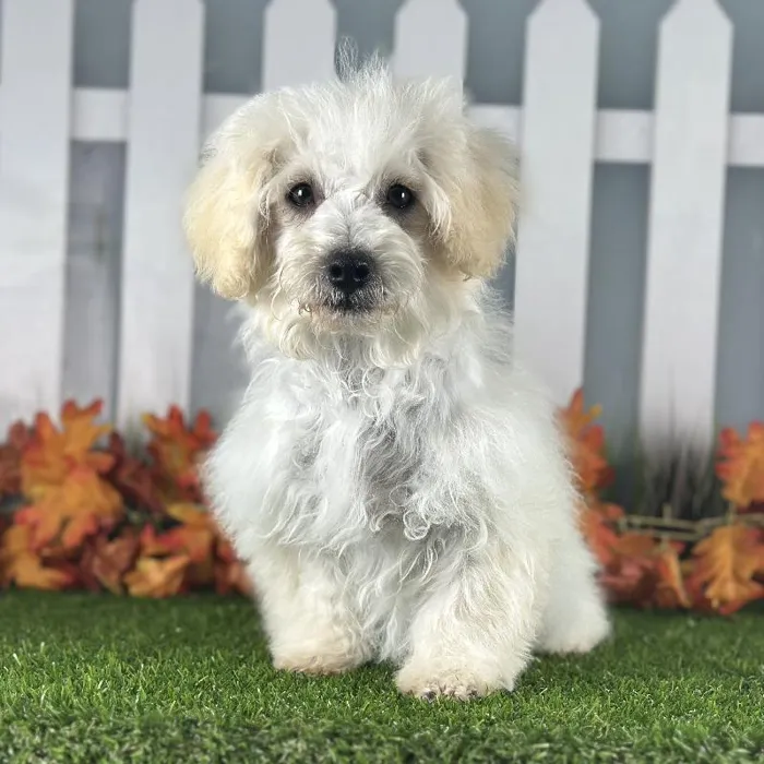 Male Maltipoo Puppy for Sale in Indianapolis, IN