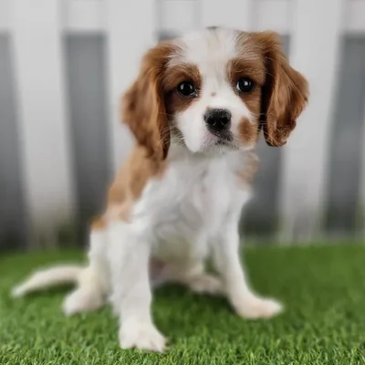 Male Cavalier King Charles Spaniel Puppy for Sale in Schererville, IN