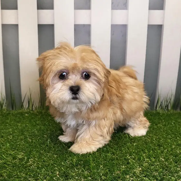 Female LhasaChon Puppy for Sale in Schererville, IN