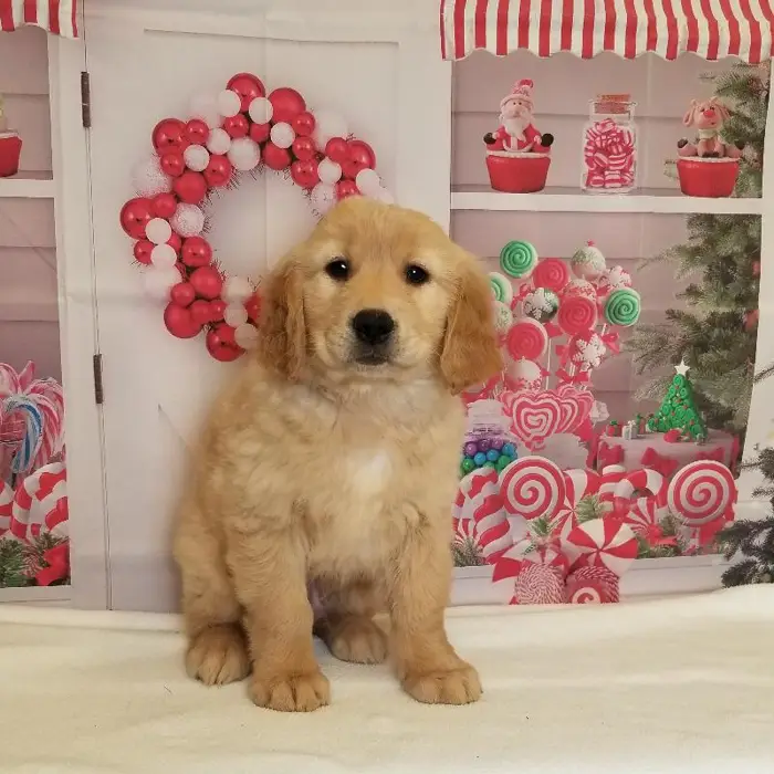 Male Golden Retriever Puppy for Sale in Schererville, IN