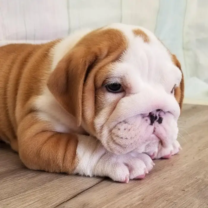Male English Bulldog Puppy for Sale in Schererville, IN