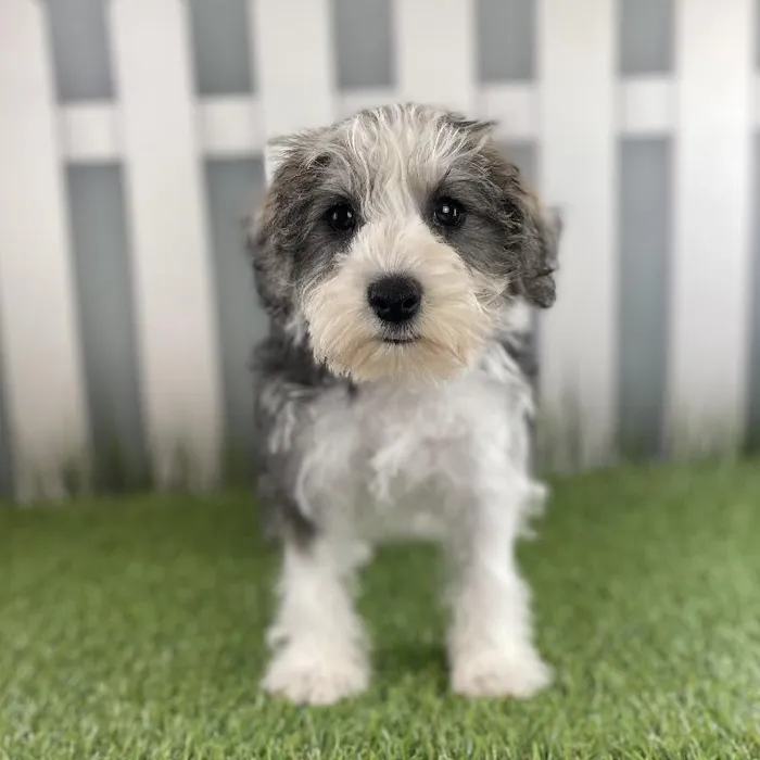 Male Miniature Schnauzer Puppy for Sale in Schererville, IN