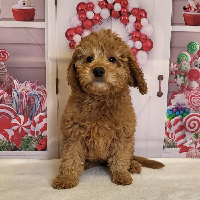 Female Medium Goldendoodle Puppy for Sale in Schererville, IN