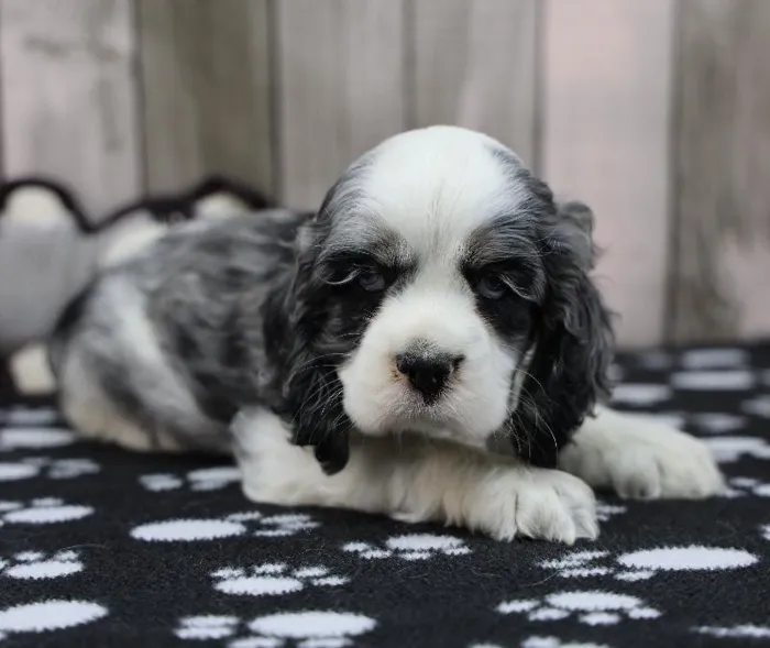 Female Cocker Spaniel Puppy for Sale in Indianapolis, IN