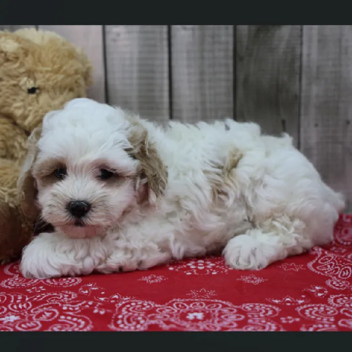 Male ShihPoo Puppy for Sale in Schererville, IN