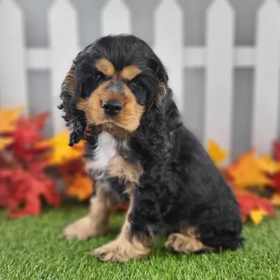 Male Cocker Spaniel Puppy for Sale in Schererville, IN