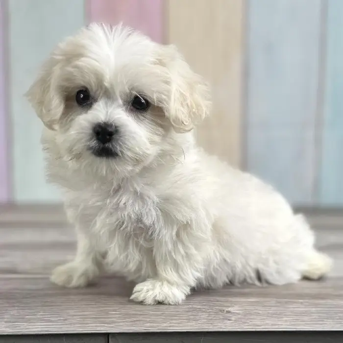 Female Shih-Chon Puppy for Sale in Indianapolis, IN