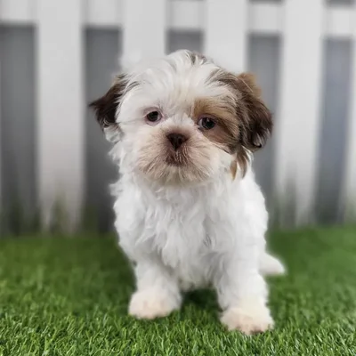 Female Shih Tzu Puppy for Sale in Schererville, IN