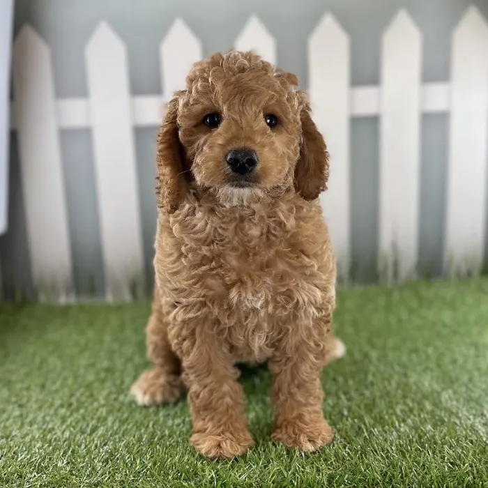 Male Miniature Goldendoodle Puppy for Sale in Schererville, IN