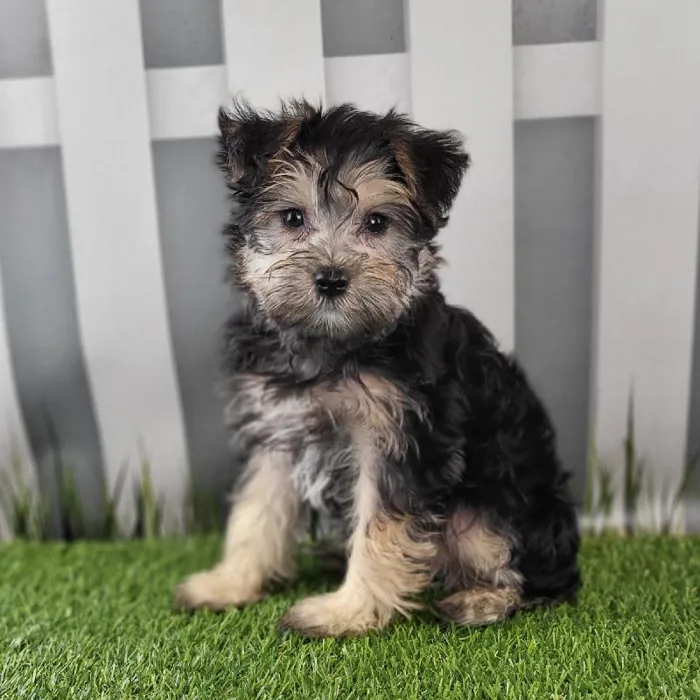 Female Schnorkie Puppy for Sale in Schererville, IN