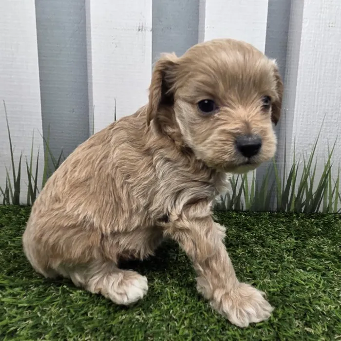 Male Cavapoo Puppy for Sale in Schererville, IN