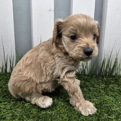 Male Cavapoo Puppy for Sale in Schererville, IN