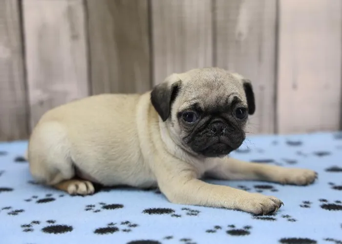 Female Pug Puppy for Sale in Indianapolis, IN