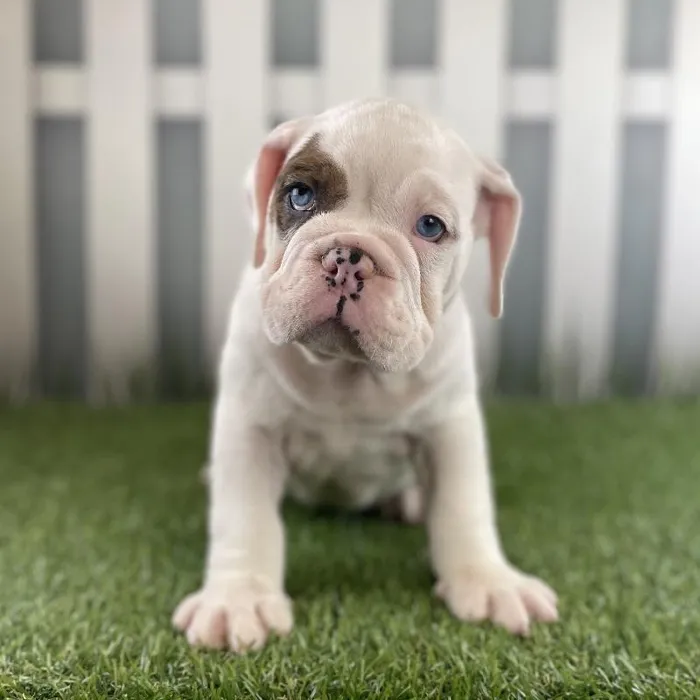 Male Victorian Bulldog Puppy for Sale in Schererville, IN