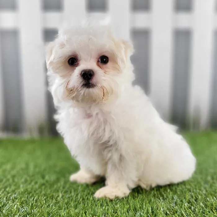 Female Maltese Puppy for Sale in Schererville, IN