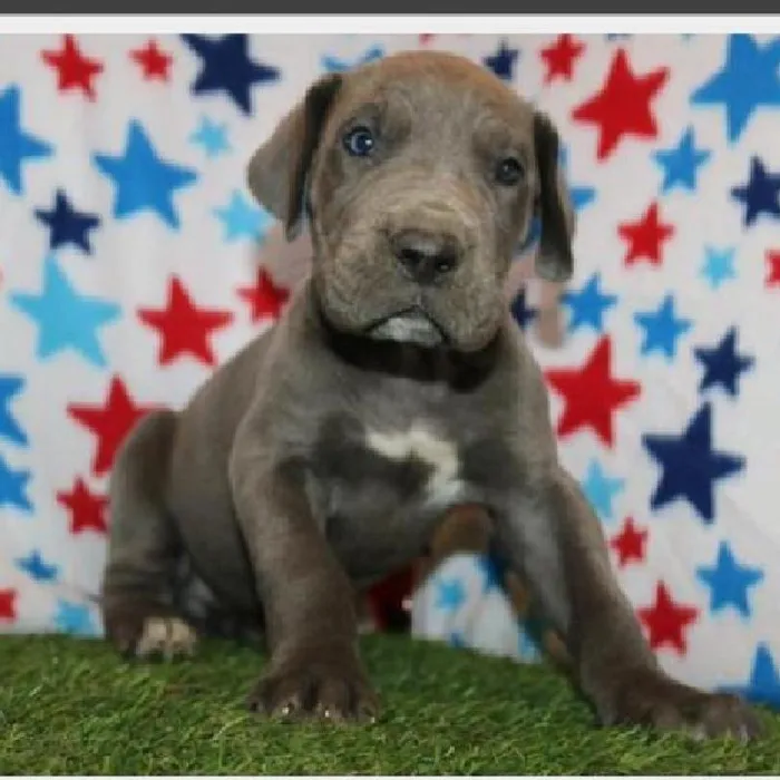 Female Great Dane Puppy for Sale in Schererville, IN