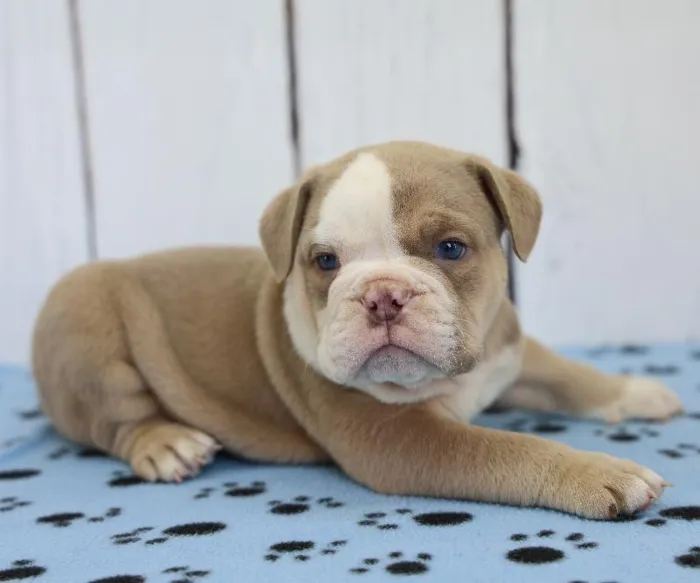 Male English Bulldog Puppy for Sale in Schererville, IN
