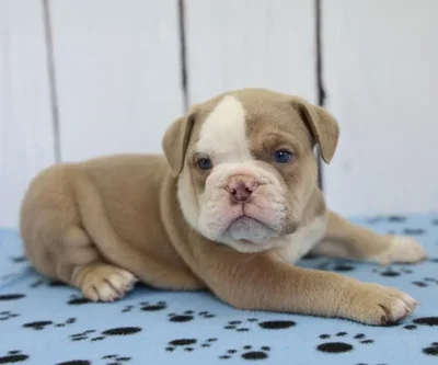 Male English Bulldog Puppy for Sale in Schererville, IN