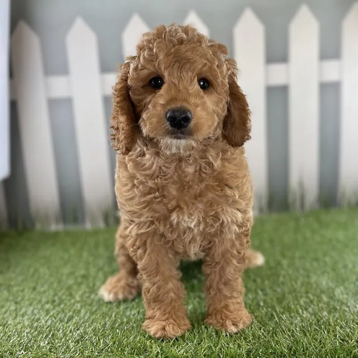 Male Miniature Goldendoodle Puppy for Sale in Schererville, IN
