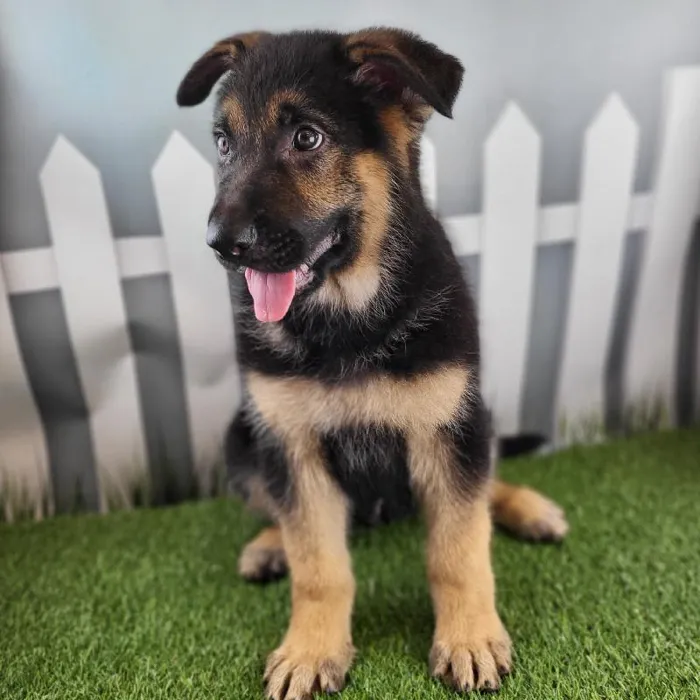 Male German Shepherd Puppy for Sale in Schererville, IN