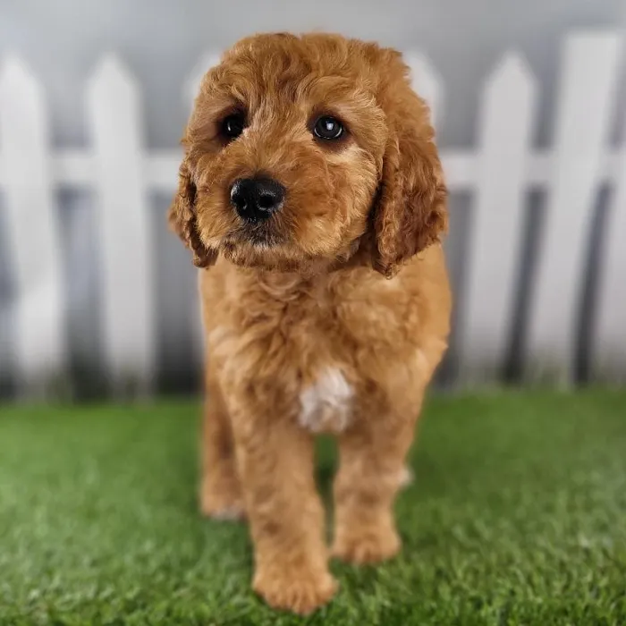 Male Medium Goldendoodle Puppy for Sale in Schererville, IN