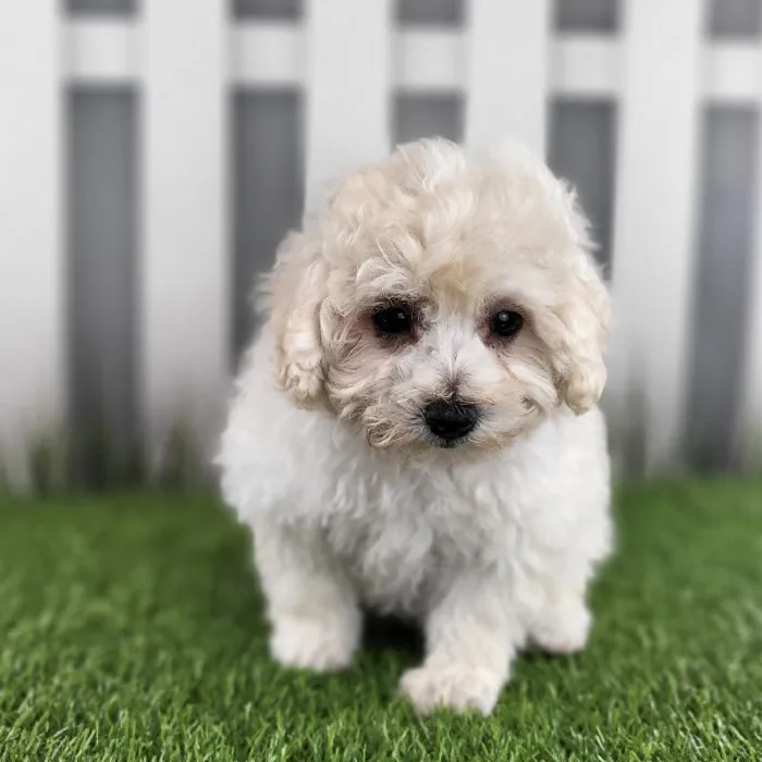 Male Maltipoo Puppy for Sale in Schererville, IN