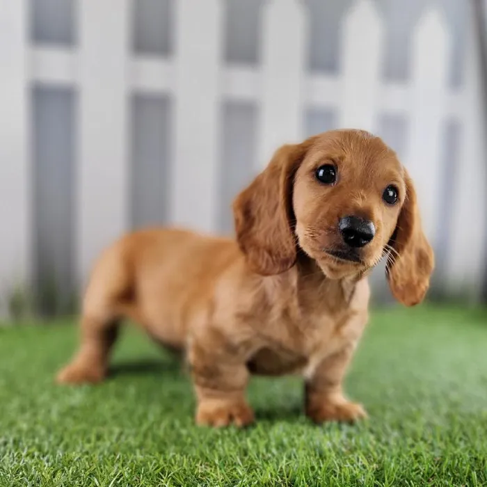 Male Miniature Dachshund Puppy for Sale in Schererville, IN