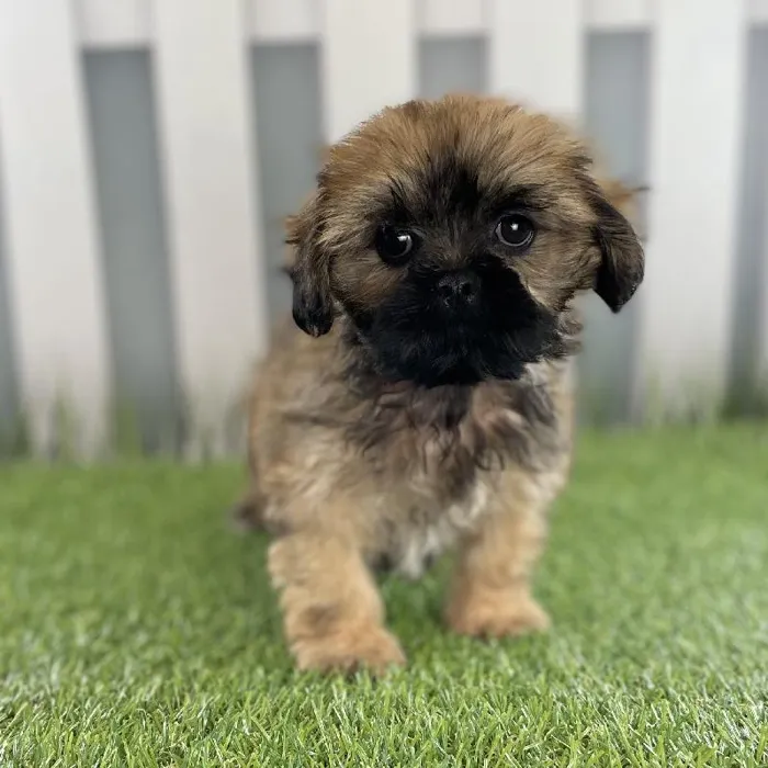 Male Lhasa Apso Puppy for Sale in Schererville, IN
