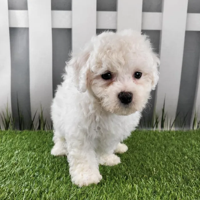 Male Bichon Frise Puppy for Sale in Schererville, IN