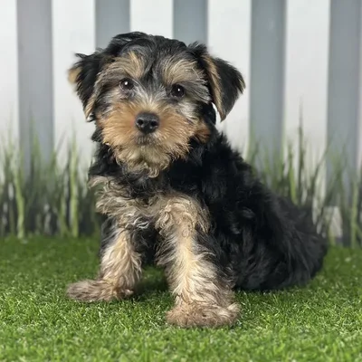 Male Yorkshire Terrier Puppy for Sale in Indianapolis, IN