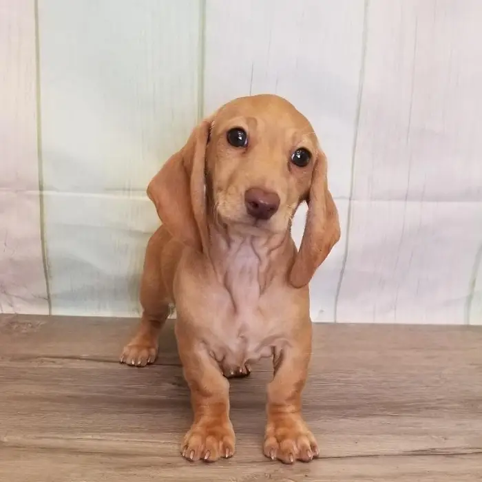 Female Miniature Dachshund Puppy for Sale in Schererville, IN