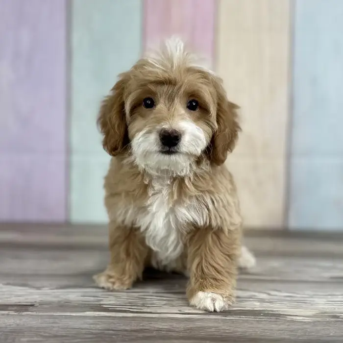 Male Toy Goldendoodle Puppy for Sale in Schererville, IN
