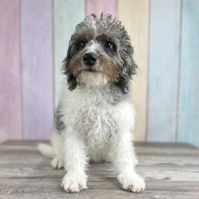 Female Miniature Bernedoodle Puppy for Sale in Schererville, IN